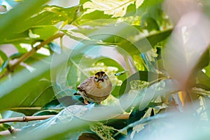 Close up of a brown tropical bird looking out through the leaves