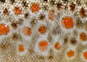 Close-up of brown trout scales