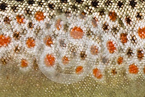 Close-up of brown trout scales