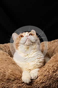 Close-up of brown and white british shorthair cat, looking up, on black background, in portrait,
