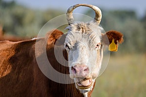 Close up of a brown and white cow on a farm