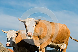 Close-up of brown and white cows