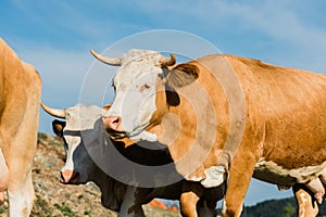 Close-up of brown and white cows