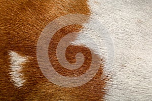 close up brown and white dog skin for texture and pattern