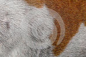 close up brown and white dog skin for texture and pattern