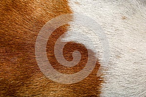 close up brown and white dog skin for texture and pattern