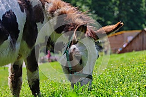 Close-up of Brown-White Donkey Grazing on a Meadow