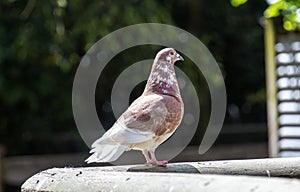 Close up of a Brown and White Pigeon (Columbiformes) in Sydney