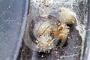Close up brown widow spider Latrodectus geometricus and nest in nature