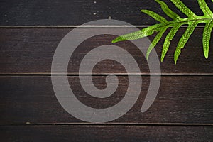 close up brown wooden floor texture background with green leaf of fern, interior design