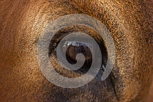 Close up of brown 5 year old Holstein/ jersey  cow`s eye looking