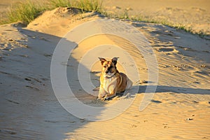 Close up of a brown yellow adorable lop-eared malinois