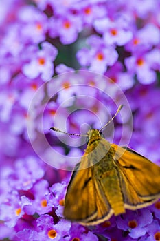 Close-up of a brown and yellow falter on a purple flower photo