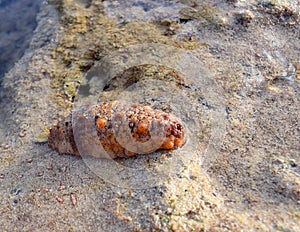 Close up of Brown Young Sea Cucumber on Sandy Beach - Andaman Nicobar Islands, India