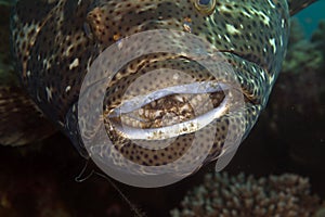Close-up of a brownspotted grouper.