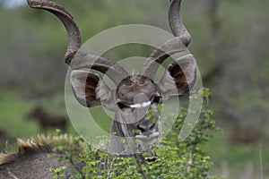 Close-up of browsing greater kudu bull