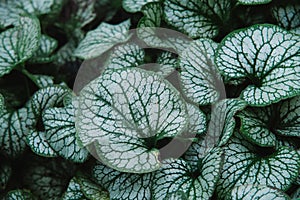 Close up on brunnera macrophylla, top view photo