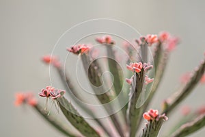 Close up Bryophyllum daigremontianum succulent, commonly called devilâ€™s backbone, mother of thousands