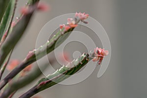 Close up Bryophyllum daigremontianum succulent, commonly called devilâ€™s backbone, mother of thousands