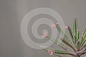 Close up Bryophyllum daigremontianum succulent, commonly called devilâ€™s backbone, mother of thousands