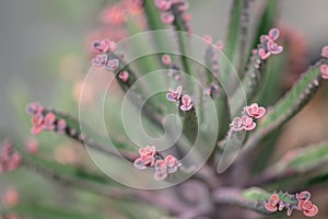 Close up Bryophyllum daigremontianum succulent, commonly called devilâ€™s backbone, mother of thousands