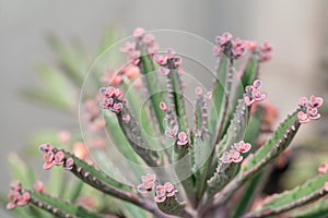 Close up Bryophyllum daigremontianum succulent, commonly called devilâ€™s backbone, mother of thousands