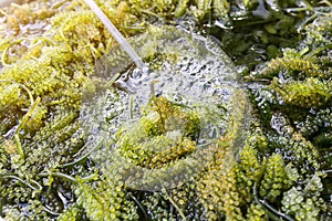 Close up of bryopsida green algae or Caulerpa lentillifera