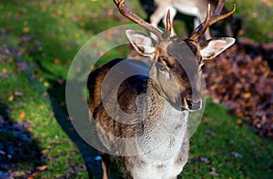 Close up of buck with antlers