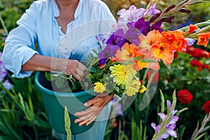 Close up of bucket full of fresh gladiolus and dahlia flowers harvested in summer garden. Senior woman picked blooms