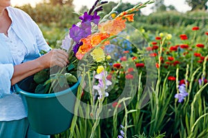 Close up of bucket full of fresh gladiolus and dahlia flowers harvested in summer garden. Senior woman picked blooms