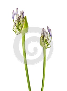 Close up - Bud of Agapanthus flower `Lily of the Nile`, also called African Blue Lily flower, in purple-blue shade