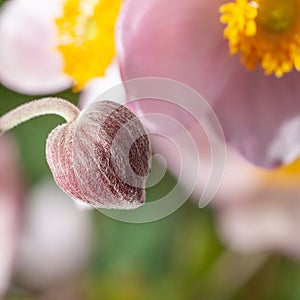 close up of a bud and blossoms of flower lenten rose