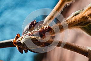 Close up bud of chestnut tree at early spring