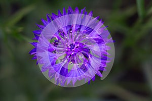 Close-up bud of cornflower in a garden on a sunny day