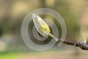 Close Up Bud Of A Magnolia Daybreak At Amsterdam The Netherlands 8-3-2024