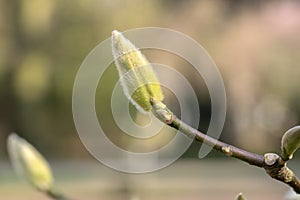 Close Up Bud Of A Magnolia Daybreak At Amsterdam The Netherlands 8-3-2024