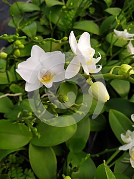 A close up of a bud and two white orchids. Detalle de un capullo y de dos flores de orquÃÂ­deas blancas photo