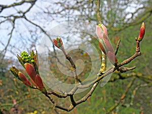 Close up of budding leaves of the horse chestnut tree in spring against a forest background
