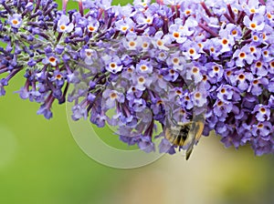 Close up of Buddleia flowers and bee