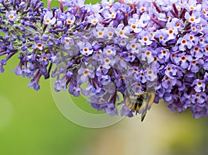 Close up of Buddleia flowers and bee photo