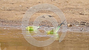 close up of a budgerigar flock drinking from redbank waterhole