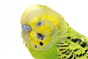 Close up of a Budgerigar parakee isolated on white