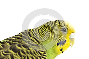 Close up of a Budgerigar parakee isolated on white