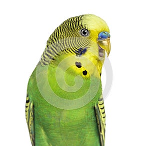 Close-up of Budgie with beak open on white background