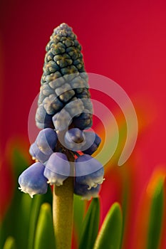 Close-up of buds and first blossoms of a  blue hyacinth