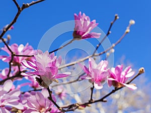 Close-up of buds and flowers of pink magnolia on a bright blue sky background. Blossoming of magnolia tree on a sunny spring day