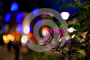 close-up of buds of lilac flowers, night city with lights of light, beautiful natural background, abstract banner, blue, green,