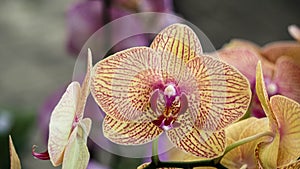 Close up bueatiful Orchid flower, Moth Orchid, Phalaenopsis Baldan`s Kaleidoscope, Golden Treasure