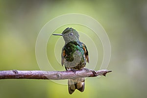 Close-up of a Buff-tailed coronet, boissonneaua flavescens, perched on a branch, looking to the left, against natural blurred