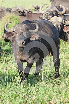 Close up of a Buffalo